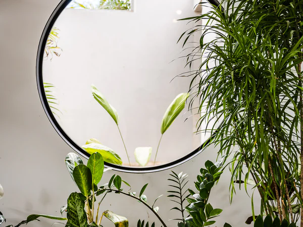 Serene Interior-Exterior Oasis con Lush Greenery