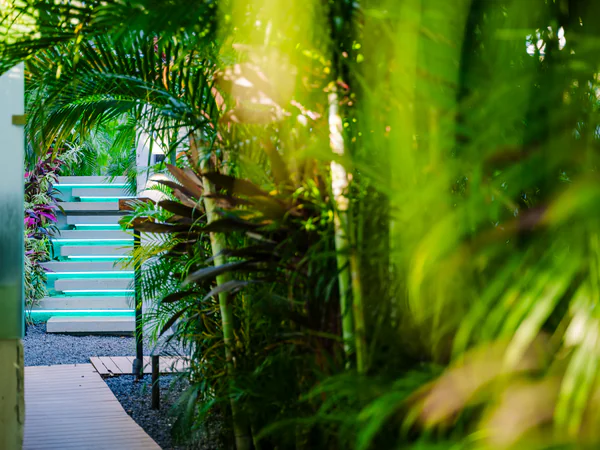 Lush Tropical Jardín Pathway